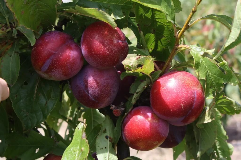 Early Queen Plums Plants